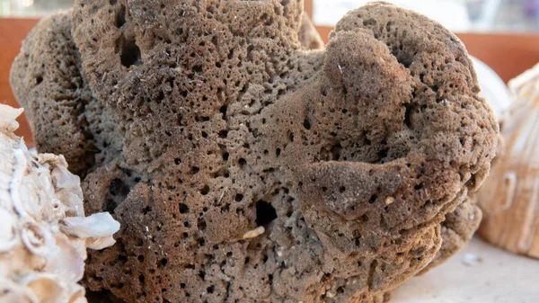 Natural Sea Sponges Shells North Aegean Sea Gokceada Canakkale Turkey Stockafbeelding