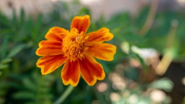 Bahçede çiçek açan kadife çiçeği (Tagetes tenuifolia). Doğal arka planda tek bir çiçek. Makro. Seçici odaklanma. Yatay fotoğraf