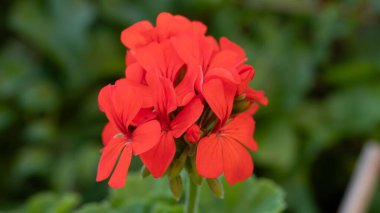 Yaz bahçesinde kırmızı sardunya çiçekleri açar. (Pelargonium inquinans: scarlet Geranium, malva)