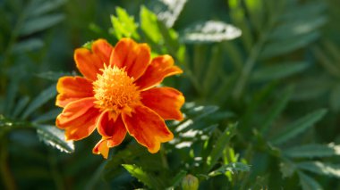 Bahçede çiçek açan kadife çiçeği (Tagetes tenuifolia). Doğal arka planda tek bir çiçek. Makro. Seçici odaklanma. Yatay fotoğraf