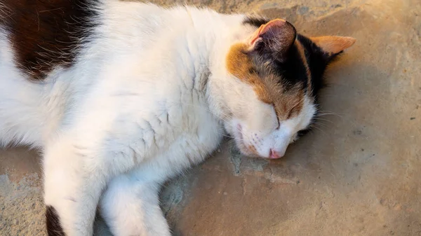 Gato Vadio Preguiçoso Dormindo Pavimento Rua Gokceada Com Rosto Esmagado — Fotografia de Stock