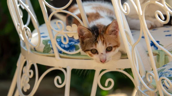 Een Klein Katje Kijkt Naar Beneden Vanuit Tuinstoel Verkent Speelt — Stockfoto