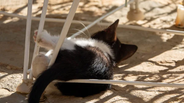 Gato Vadio Preto Branco Está Jogando Sob Mesa Jardim — Fotografia de Stock