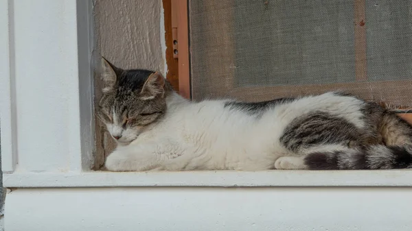 Eine Niedliche Mischlingskatze Liegt Auf Der Fensterbank Eines Steinhauses — Stockfoto
