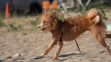  Denizden çıktıktan sonra sahilde oynayan bir köpek.