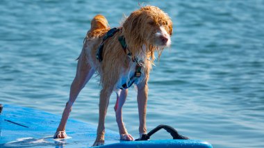 Sörf tahtasında mutlu sörf yapan Portekizli bir Podengo köpeği.