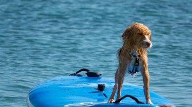 Sörf tahtasında mutlu sörf yapan Portekizli bir Podengo köpeği.