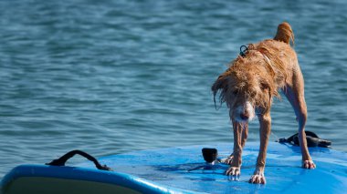 Sörf tahtasında mutlu sörf yapan Portekizli bir Podengo köpeği.