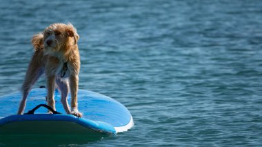 Sörf tahtasında mutlu sörf yapan Portekizli bir Podengo köpeği.