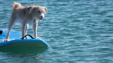 Sörf tahtasında mutlu sörf yapan Portekizli bir Podengo köpeği.