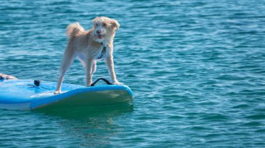 Sörf tahtasında mutlu sörf yapan Portekizli bir Podengo köpeği.