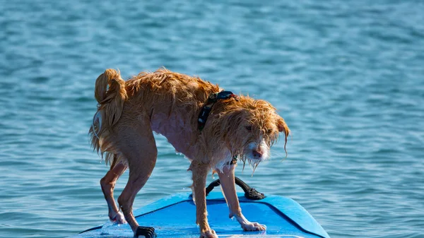 Sörf Tahtasında Mutlu Sörf Yapan Portekizli Bir Podengo Köpeği — Stok fotoğraf