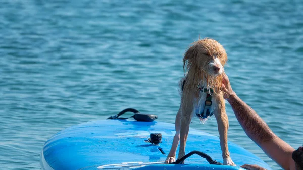 Ein Portugiesischer Podengo Hund Auf Einem Surfbrett Surft Fröhlich — Stockfoto