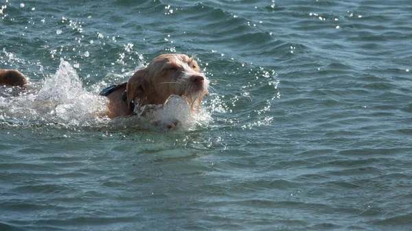 Sörf Tahtasında Denize Atlayan Portekizli Bir Podengo Köpeği — Stok fotoğraf