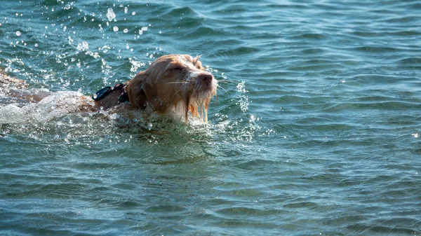 Perro Portugués Podengo Una Tabla Surf Saltando Mar — Foto de Stock