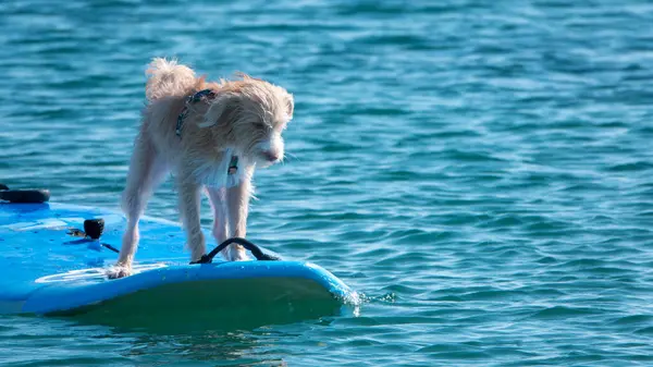 Portugalilainen Podengo Koira Surffilaudalla Onnellisena — kuvapankkivalokuva