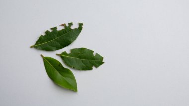 Tahtakuruları ya da hastalıklar tarafından yenen taze ayva yaprakları.