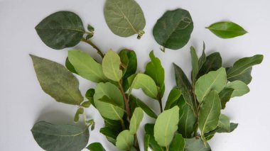 Beyaz arkaplanda taze defne yapraklarının yakın plan görüntüsü