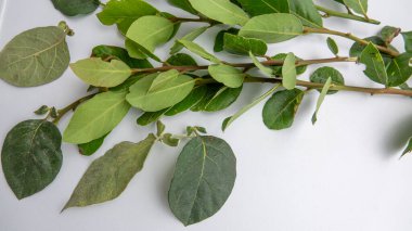Beyaz arkaplanda taze defne yapraklarının yakın plan görüntüsü