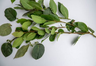 Beyaz arkaplanda taze defne yapraklarının yakın plan görüntüsü