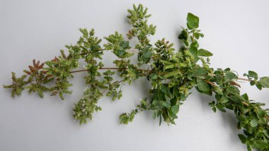 Beyaz arkaplanda kekik dallarını kapat