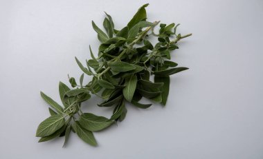 Beyaz arkaplanda yakın plan adaçayı dalları ve yaprakları