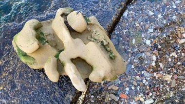 Denizden yeni çekilmiş bir kaya oluşumu deniz dalgalarının etkisi altında pek çok farklı şekil almış.