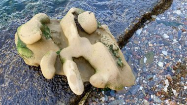 Denizden yeni çekilmiş bir kaya oluşumu deniz dalgalarının etkisi altında pek çok farklı şekil almış.