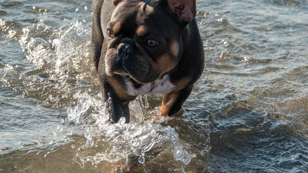 Black French bulldog playing in the sea water happily.