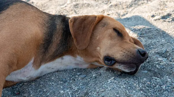 Kumsalda yatan sevimli, üzgün, kahverengi bir sokak köpeği.