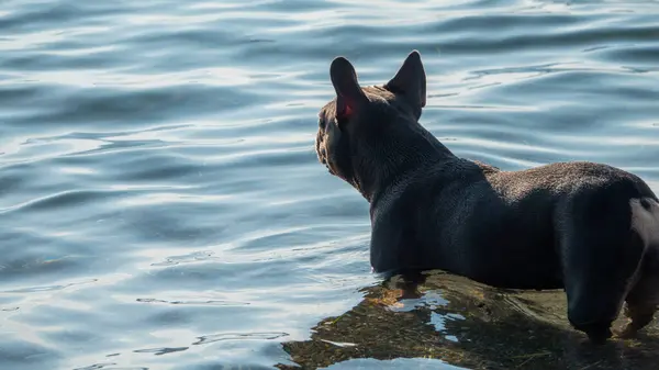 ブラックフランスのブルドッグは幸せに海水で遊ぶ ストック写真