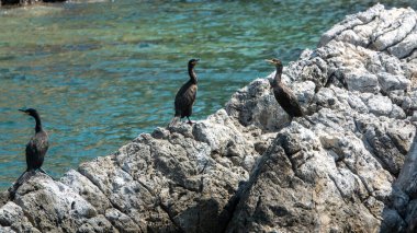 Akdeniz 'de ıssız bir sahilde kayalıklarda güneşlenen karabataklar.