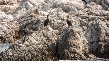 Akdeniz 'de ıssız bir sahilde kayalıklarda güneşlenen karabataklar.