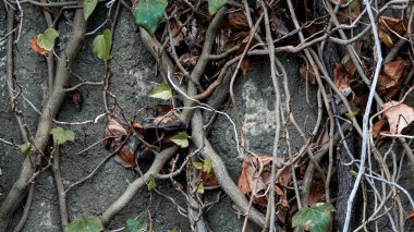 Sonbaharda yaşlı ağaçtaki sarmaşık yapraklarının yakın görüntüsü. Metin için tırmanma bitkisi arkaplan kopyalama alanı.