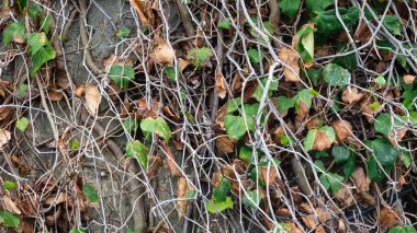 Sonbaharda yaşlı ağaçtaki sarmaşık yapraklarının yakın görüntüsü. Metin için tırmanma bitkisi arkaplan kopyalama alanı.