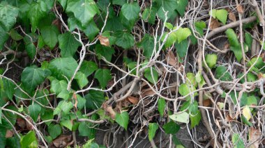 Sonbaharda yaşlı ağaçtaki sarmaşık yapraklarının yakın görüntüsü. Metin için tırmanma bitkisi arkaplan kopyalama alanı.