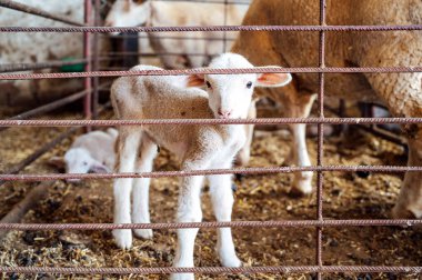 Yeni doğan koyunlar ahırdaki kameraya bakıyor.