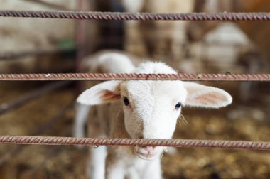 Ahıra bakan güzel beyaz koyun