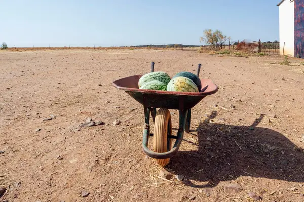 Çiftlikte karpuz dolu bir el arabası..