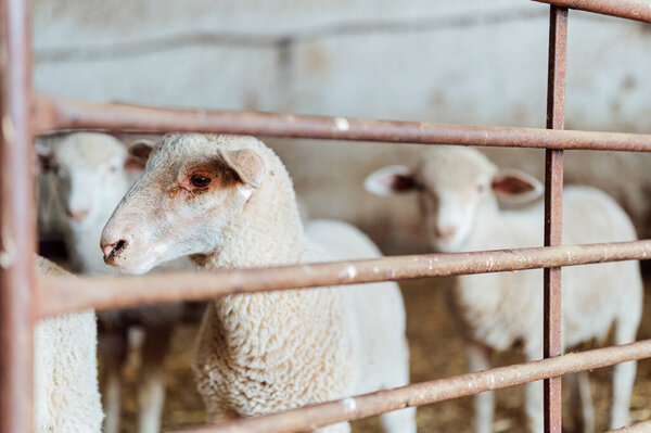 стадо овец в хлеву
