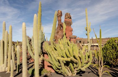 Lanzarote 'deki Kaktüs Bahçesi' nin nefes kesici manzarası dramatik ve kayalık bir zemine karşı yükselen kaktüsleri sergiliyor. Canlı yeşil kaktüsler kurak, kırmızımsı araziye karşı durarak çarpıcı bir kontrast oluşturuyor. Açık mavi gökyüzü ekliyor
