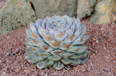 Çöldeki bir bahçedeki sulu bir kaktüsün büyüleyici yakın çekimi karmaşık dokusunu ve canlı renklerini gözler önüne seriyor. Görüntü, bitkilerin esnekliği ve doğal zarafetine odaklanarak kurak güzelliğin özünü yakalıyor. Doğa için mükemmel.