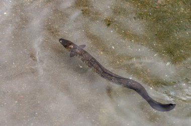 Fransız Polinezyası 'nın berrak sularında zarafetle yüzen bir yılan balığının büyüleyici sualtı görüntüsü. Yılanbalıkları gösterişli ve karmaşık desenler büyüleyici bir sahne yaratıyor. Doğa meraklıları ve deniz canlıları için mükemmel. Işıklandırma.