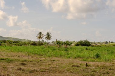 Guadeloupe 'da verimli yeşil tarlalar ve parçalı bulutlu bir gökyüzünün altında uzun palmiye ağaçları bulunan sakin bir tropikal manzara. Görüntü, canlı doğal güzelliği, seyahat ve doğa temalı projeler için ideal huzurlu bir kırsal alanın özünü yansıtıyor..