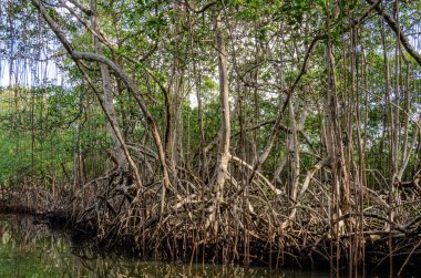 Dominik Cumhuriyeti, Punta Cana 'da gün içinde yakalanan sakin ve yemyeşil bir mangrov ormanı. Kökler ve dallardan oluşan karmaşık ağ, doğanın güzelliğini ve çevrenin sükunetini yansıtan büyüleyici bir şablon oluşturuyor. İdeal