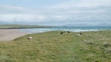 Yeşil çimenlerin üzerinde otlayan koyun sürüsü kumsalda dalgalar ve bulutlu bir gökyüzünün altında dağlar olan mavi bir denize bakan bir pruva.. 