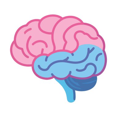 İnsan kafalı beyin.