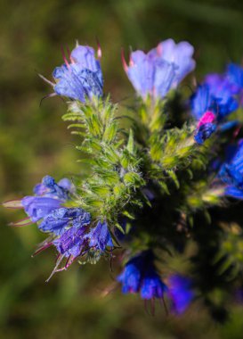 Canlı mavi ve mor bir çiçek kümesinin yakın çekimi.