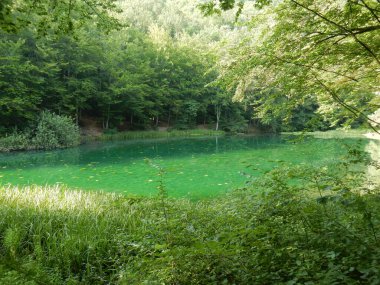 Doğanın ortasında yeşil renkli bir gölü olan huzurlu orman manzarası
