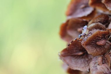 Bir örümcek yavaşça küçük koyu kırmızı çiçekler üzerinde yürür, küçük vücudu doğanın yoğun renkleri arasında yavaşça hareket eder.